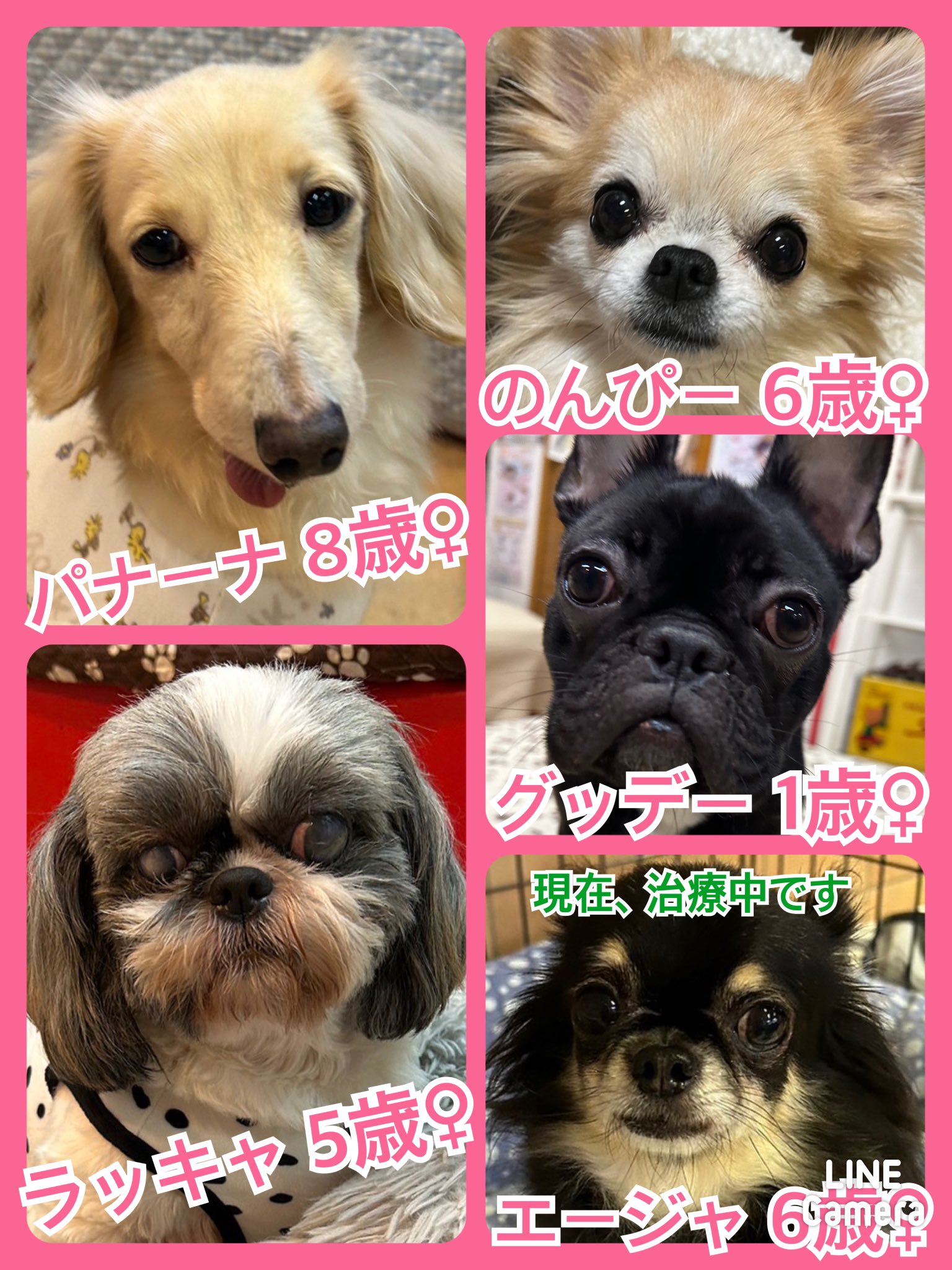 🐾今日の里親様募集中ワンコ🐶メンバーです🐾2023,12,2【保護犬カフェ天神橋店】